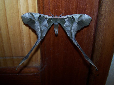 FIGURE 1a FIGURE 1a